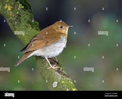 Image result for Catharus fuscescens