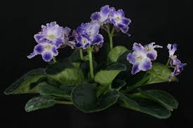 Image result for Saintpaulia ionantha Culitvar