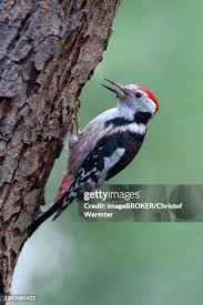 Attēlu rezultāti vaicājumam “Dendrocopos medius adult”