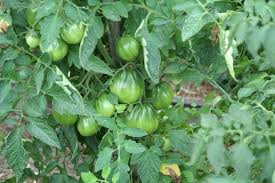 Afbeeldingsresultaat voor crnkovic yugoslavian tomato