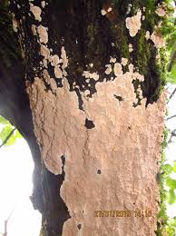 Attēlu rezultāti vaicājumam “Corticium roseum”