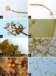 Attēlu rezultāti vaicājumam “Cribraria languescens”