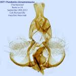 Attēlu rezultāti vaicājumam “Pandemis cinnamomeana female”