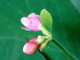 Attēlu rezultāti vaicājumam “Symphoricarpos albus flower”