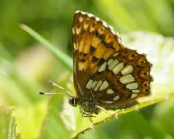 Attēlu rezultāti vaicājumam “Hamearis lucina upperside”