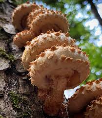 Attēlu rezultāti vaicājumam “Pholiota squarrosa”