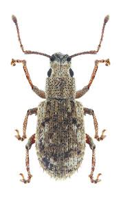 Attēlu rezultāti vaicājumam “Curculionidae”