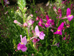 Attēlu rezultāti vaicājumam “Linaria loeselii flower”