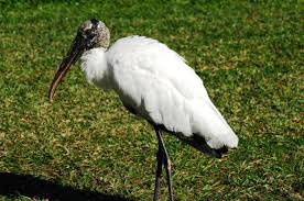 Attēlu rezultāti vaicājumam “Ciconiiformes”