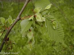 Attēlu rezultāti vaicājumam “Ulmus laevis”