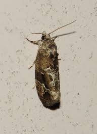 Attēlu rezultāti vaicājumam “Griselda ustomaculana”