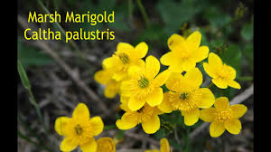 Attēlu rezultāti vaicājumam “Caltha palustris flower”