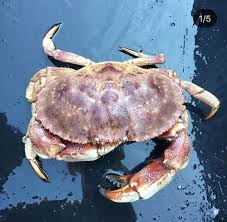 Image result for Cancer borealis