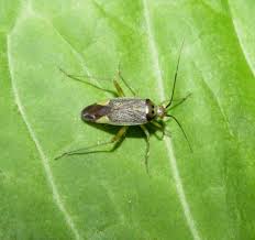 Attēlu rezultāti vaicājumam “Miridae”