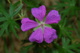 Attēlu rezultāti vaicājumam “Geranium palustre flower”