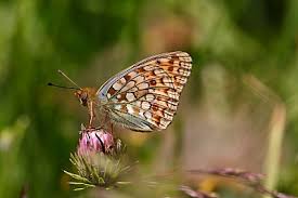 Attēlu rezultāti vaicājumam “Argynnis niobe underside”