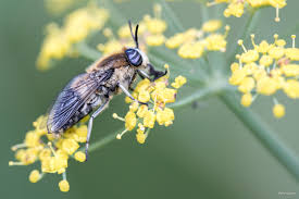 Attēlu rezultāti vaicājumam “Heptatoma pellucens”