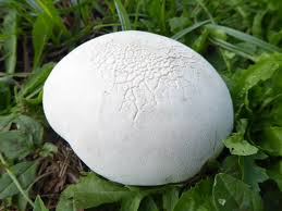 Attēlu rezultāti vaicājumam “Lycoperdon pyriforme sessile”