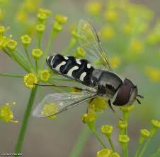 Attēlu rezultāti vaicājumam “Syrphidae”