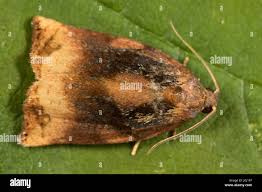 Attēlu rezultāti vaicājumam “Archips podana male”