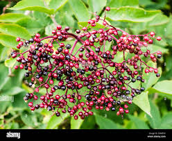 Attēlu rezultāti vaicājumam “Sambucus nigra fruit”
