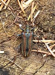 Attēlu rezultāti vaicājumam “Oxymirus cursor female”