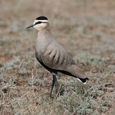 Attēlu rezultāti vaicājumam “Vanellus vanellus adult”