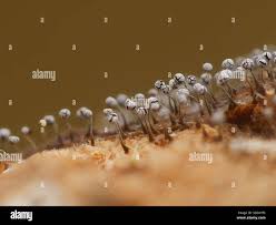 Attēlu rezultāti vaicājumam “Physarum bivalve macro”