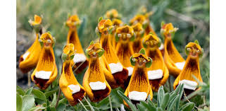 Attēlu rezultāti vaicājumam “Silene borysthenica flower”