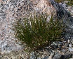 Attēlu rezultāti vaicājumam “Trichophorum alpinum fruit”