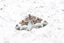 Attēlu rezultāti vaicājumam “Euphyia unangulata”