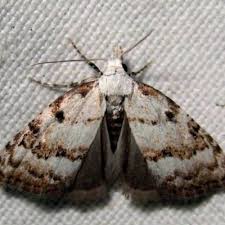 Attēlu rezultāti vaicājumam “Nola aerugula”