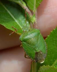 Attēlu rezultāti vaicājumam “Palomena prasina”