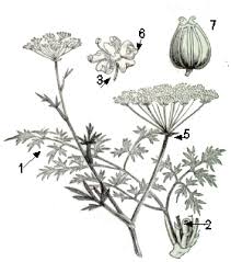 Attēlu rezultāti vaicājumam “Umbelliferae”