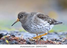 Attēlu rezultāti vaicājumam “Calidris maritima”