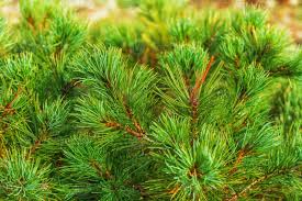 Attēlu rezultāti vaicājumam “Pinus pumila”