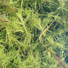 Attēlu rezultāti vaicājumam “Chara hispida”