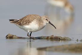 Attēlu rezultāti vaicājumam “Calidris”