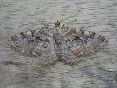 Attēlu rezultāti vaicājumam “Triphosa dubitata”