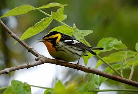 Image result for Dendroica fusca