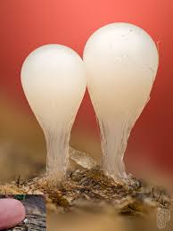 Attēlu rezultāti vaicājumam “Stemonitopsis typhina var. similis macro”