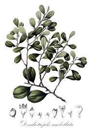 Attēlu rezultāti vaicājumam “Santalaceae”