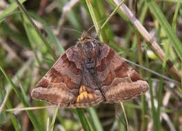 Attēlu rezultāti vaicājumam “Euclidia glyphica”