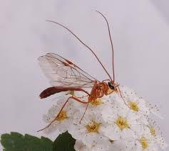 Attēlu rezultāti vaicājumam “Ichneumonidae”