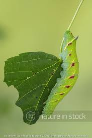 Attēlu rezultāti vaicājumam “Mimas tiliae”