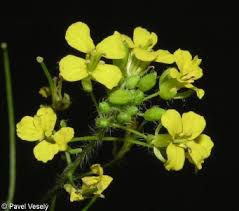 Attēlu rezultāti vaicājumam “Sisymbrium loeselii flower”