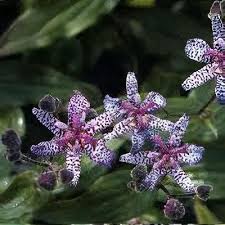 Image result for Tricyrtis `Black Beauty`