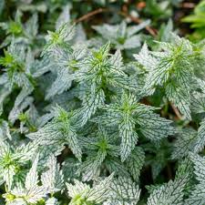 Attēlu rezultāti vaicājumam “Lamiastrum galeobdolon bud”