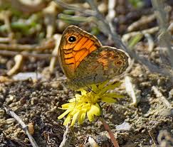 Attēlu rezultāti vaicājumam “Lasiommata megera”
