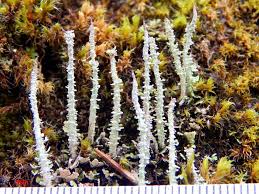 Attēlu rezultāti vaicājumam “Cladonia squamosa”